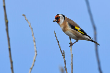 Stieglitz, Distelfink // European Goldfinch (Carduelis carduelis)