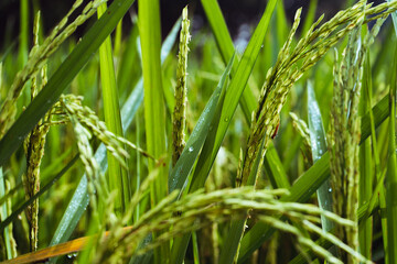 Ripe ears of rice. Rice field green rice stalks