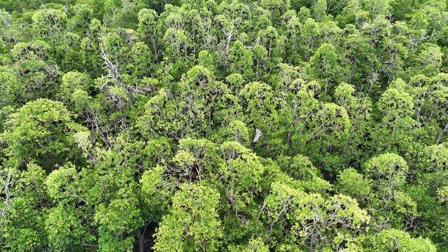 Sunda flying foxes, Acerodon mackloti, fly above a remote mangrove forest where they roost in Indonesia. Mangroves provide vital habitat for invertebrates, fish, birds, and fruit bats.