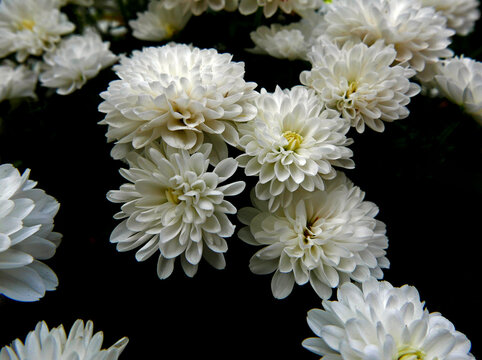 macro di cespuglio di piccole dalie bianche fiorite