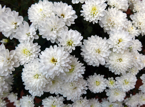 macro di cespuglio di piccole dalie bianche fiorite