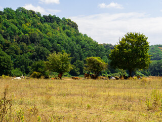 Cows in Fiora Valley, Italy