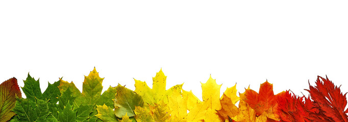 rainbow colored autumn leaves isolated transparent png