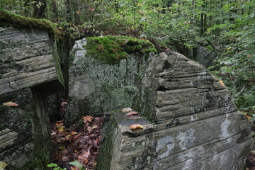hiking through the forest and lakes at limberlost trails