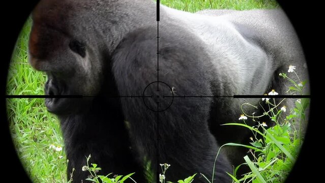 Gorilla in Gun Rifle Scope. Wildlife Hunting. Poaching Endangered, Vulnerable, and Threatened Animals