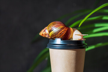 White Achatina snail on a coffee cup in the early morning in the sun. Morning coffee for the office.