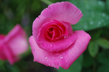 pink rose with dew drops