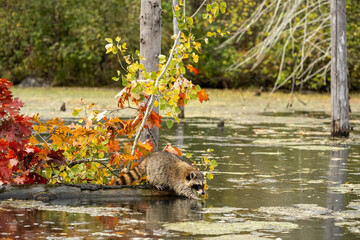 Racoon on a log