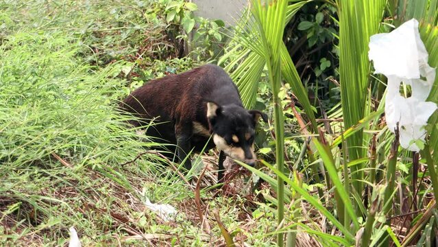 The dog eats the food he found in the grass with the garbage by the road