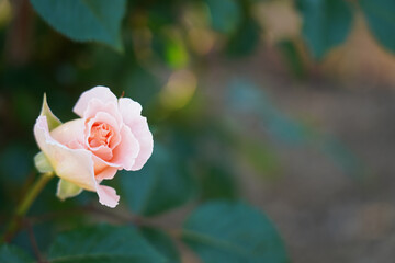 a pink rose in the green garden