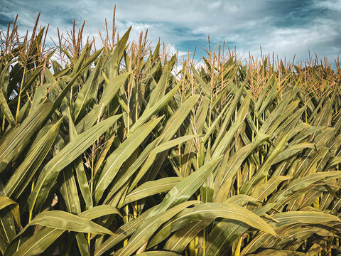 Autumn Corn Field