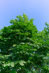 Fototapeta premium A tree on a sunny summer day against a blue sky