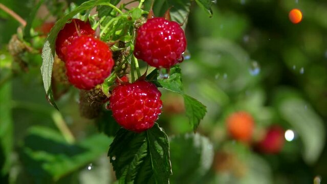 Close-up of the rain drops of summer rain falling on the ripe juicy raspberries