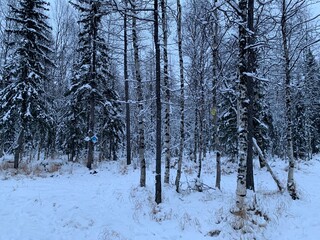 Birdhouse titmouse in a snowy forest - a closed artificial nest for small birds, Wooden houses on trees. Wild bird care