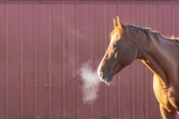 The head of chestnut horse and his breath on a frosty morning in front of a red shed.