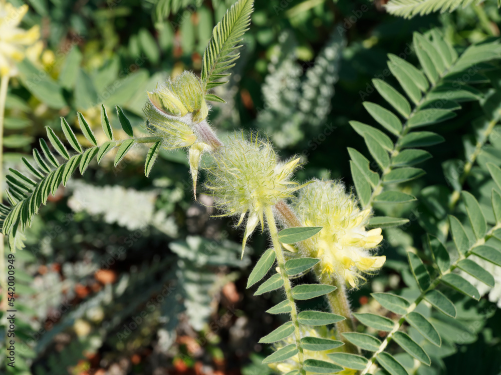 Sticker (Astragalus glycyphyllos) Tiges couchées et rampante d'astragales à feuilles de réglisse