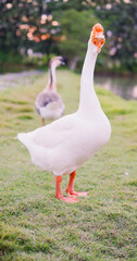 Group of geese in nature eating grass and goose's food on ground. Lively white cute big fowl on green grass near pond in nature.