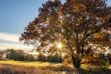 A sunburst through the leaves of an oak tree in the autumn on a farm.
