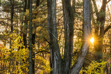 A morning sunburst through a group of tree trunks in the woods.