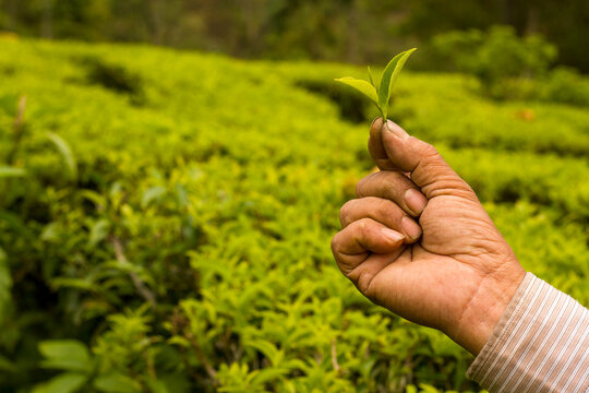 Farmer in Nepal showing tea tips and leaves in his tea garden ilam