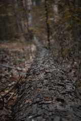 tree trunk with leaves