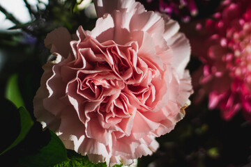 closeup of pink rose in garden