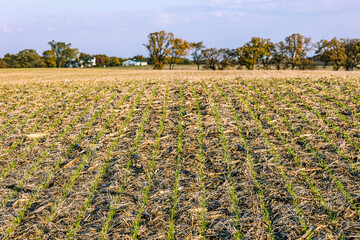 Winter wheat emerging in a field of soybean stalks in the autumn.