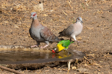 Fototapeta premium Wild Birds in Tanzania
