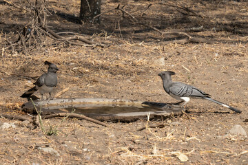 White Bellied Go Away Birds