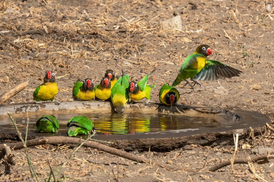Yellow Collared Love Birds in Tanzania