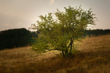 Majestic beech tree with sunny beams at autumn mountain valley. Dramatic colorful evening...