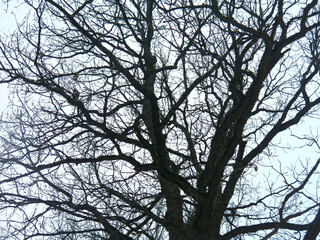 silhouette of a century-old oak tree turns black against the background of a gloomy spring sky