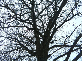 silhouette of a century-old oak tree turns black against the background of a gloomy spring sky