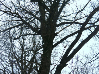 silhouette of a century-old oak tree turns black against the background of a gloomy spring sky