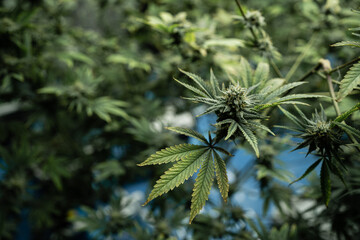 Close-up of a cannabis plant in a greenhouse farm. Cannabis farms, hemp greenhouses, industry. Concept of alternative herbal medicine, CBD, medical marijuana, cannabinol, hemp.