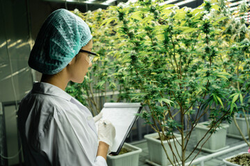 Fototapeta premium Cannabis scientists are investigating the quality of cannabis cannabis in cultivation schools. Medical concepts, cannabis, CBD hemp medicinal hemp plant