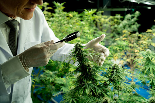 Concept of alternative herbal medicine. medical cannabis. researcher Scientists examine cannabis on industrial farms. Cannabis scientists are investigating the quality of cannabis.