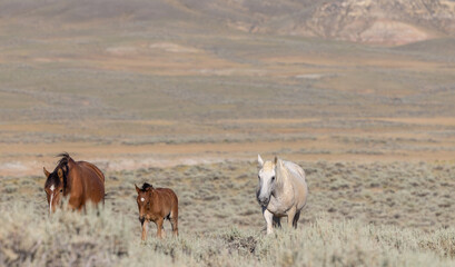 Wild Horses in the Wyoming Desert