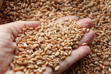 Wheat grains in hands of a farmer. Close up of grain for bread, global food crisis concept due to...