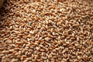 Wheat grains. Close up of grain for bread, global food crisis concept due to Russia war against...