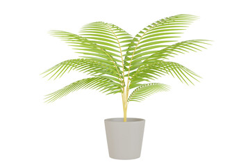 Obraz premium Realistic Yellow palm, Madagascar palm in gray pot on white background, 3D mock up. 3D render illustration.