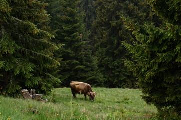 Farm with cows in the mountains, cows graze near the forest in the fields.