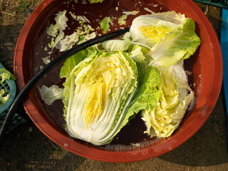 Korean cabbage washing with water