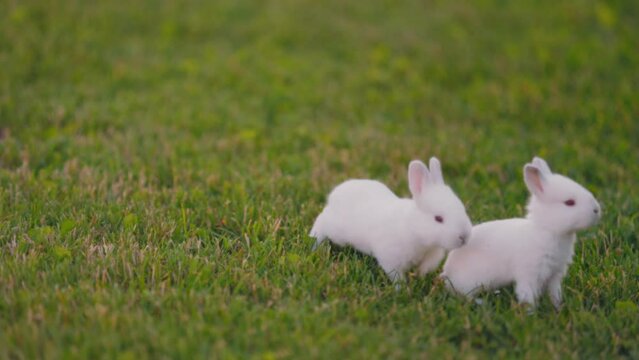 little rabbits walk on the green lawn in the yard
