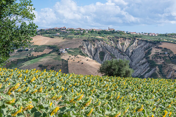 Panorama of Atri with its beautiful badlands and a field of sunflowers