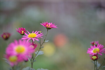 pink fluffy daisies, chrysanthemum flowers on a green background Beautiful pink chrysanthemums close-up in aster Astra tall perennial, new english texture gradient purple flower