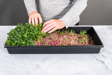 Microgreens