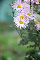 pink fluffy daisies, chrysanthemum flowers on a green background Beautiful pink chrysanthemums close-up in aster Astra tall perennial, new english texture gradient purple flower