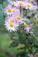 Fototapeta premium pink fluffy daisies, chrysanthemum flowers on a green background Beautiful pink chrysanthemums close-up in aster Astra tall perennial, new english texture gradient purple flower
