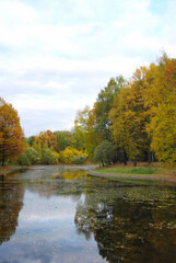 Forest lake in late autumn. Trees stand without leaves. Cloudy. The sun illuminates the transparent trees. Ducks swim on the lake.